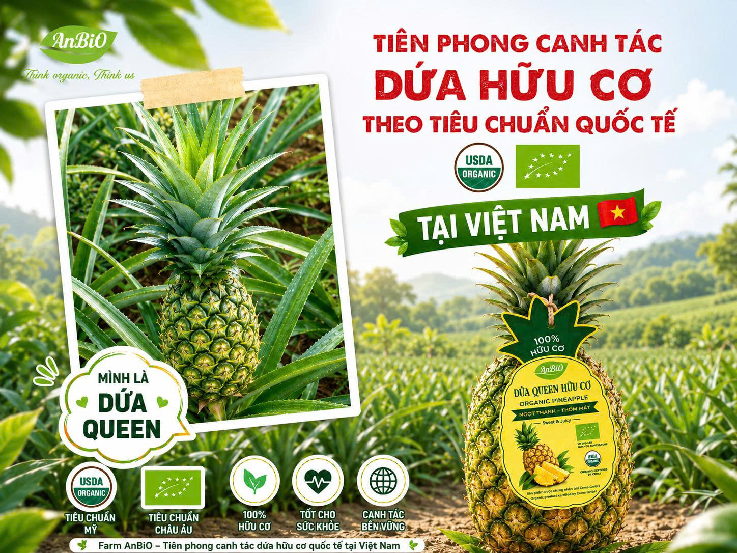 Dứa Hữu Cơ Farm AnBiO