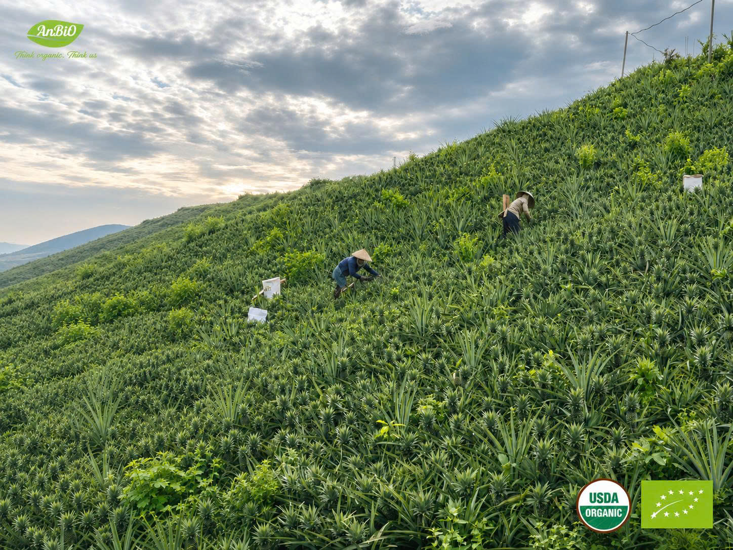 Dứa Hữu Cơ Farm AnBiO