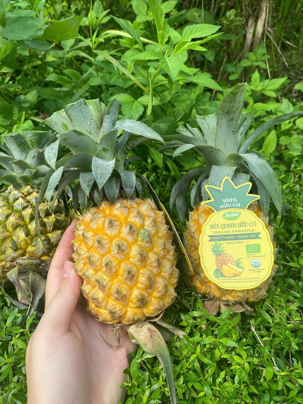 Dứa hữu cơ Farm AnBiO M2