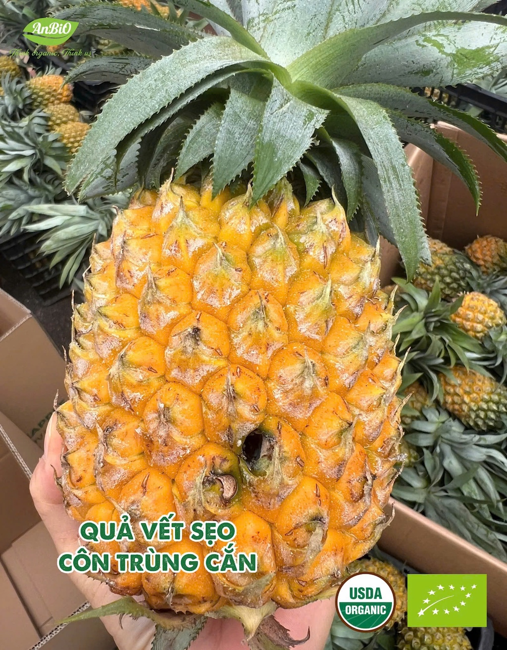 Dứa hữu cơ Farm AnBiO loại 2