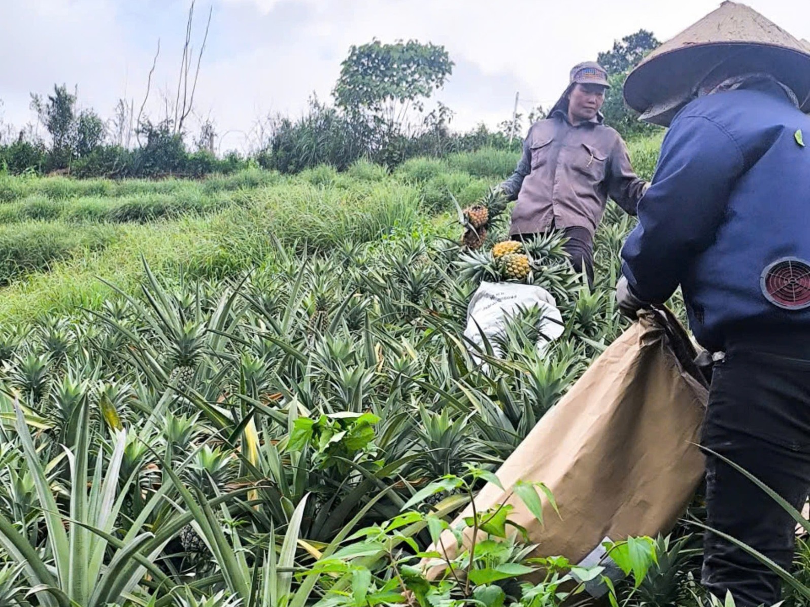 Lựa thu hoạch dứa chín